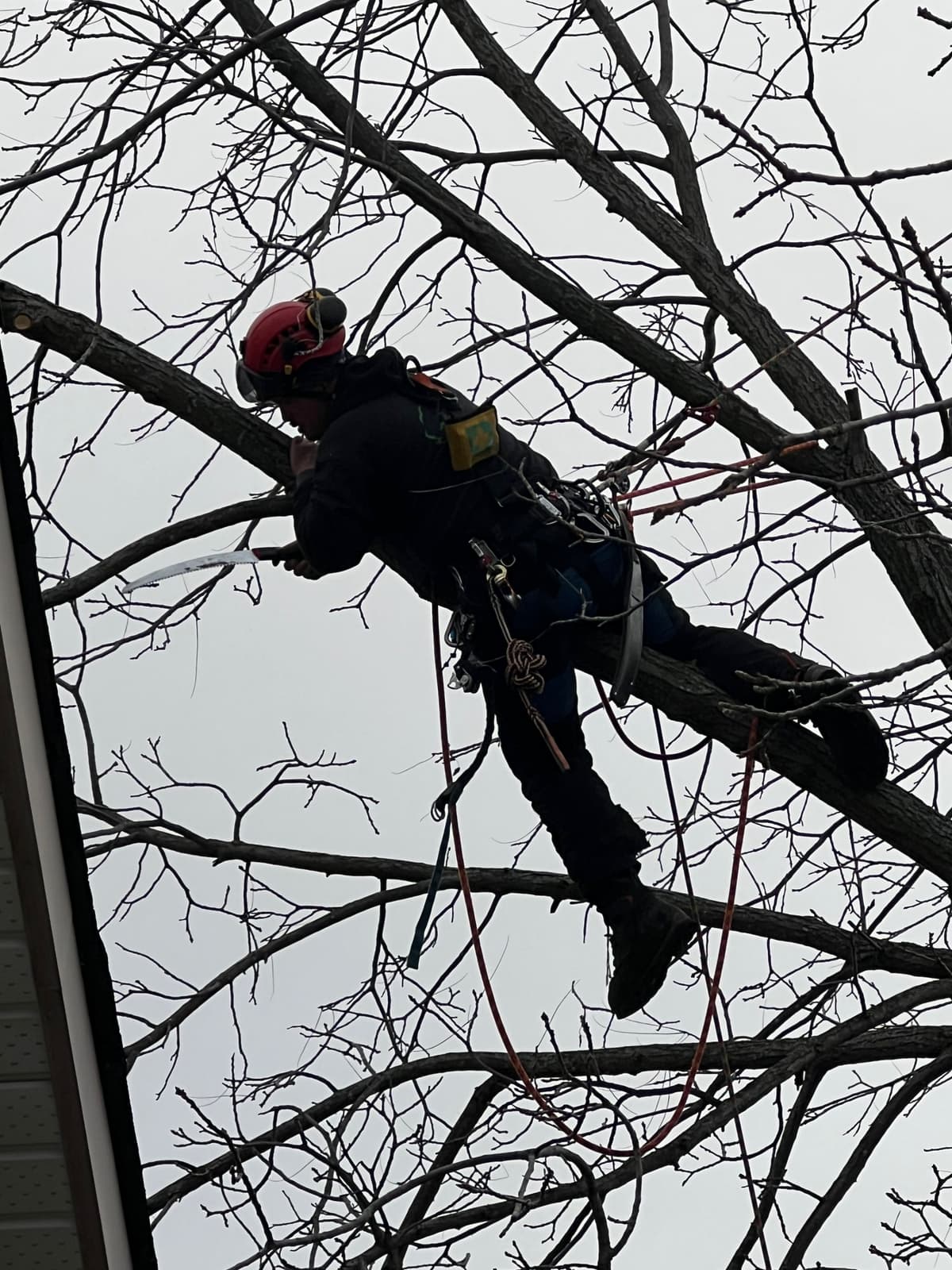 Élagage